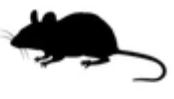 Mäuse Logo - Kammerjäger Riedstadt
