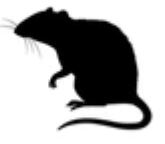 Ratten Logo - Kammerjäger Riedstadt